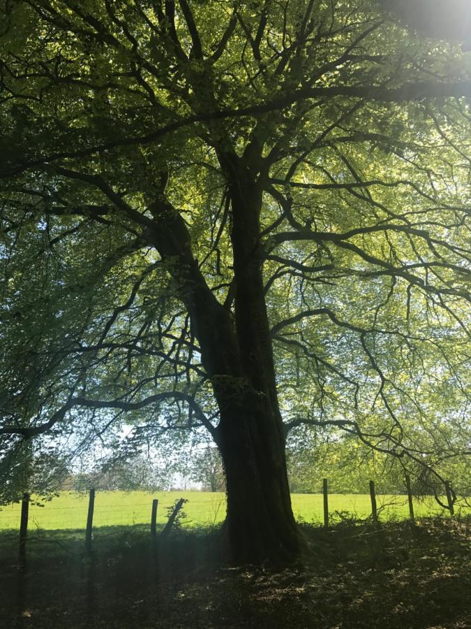 Henllys Estate